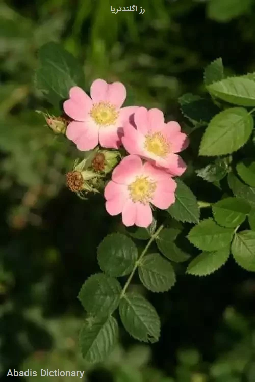 رز اگلندتریا